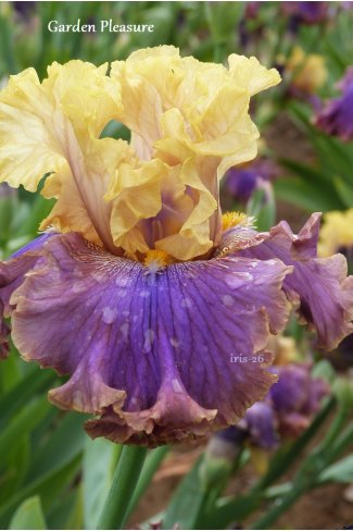 0129 - GARDEN PLEASURE  -  a.Mego  2011