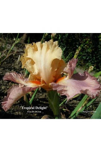 0132 -  TROPICAL DELIGHT   -  sutton - 2002