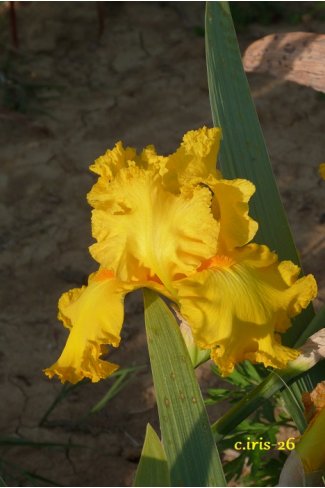 AMARILLO FRILLS  - Hager  2002 - iris jaune