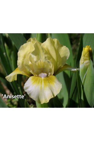 ANISETTE  - Loc Tasquier