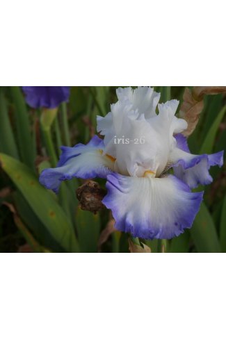 BEAUTIFUL VICTORIA  - Mego   2011 -  iris blanc bord bleu