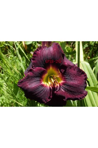 Black Ambrosia