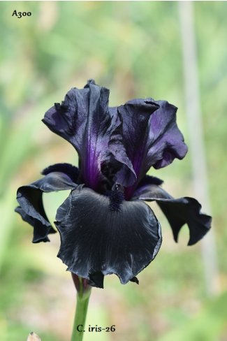 BLACK IS BLACK  - Schreiner  2010
