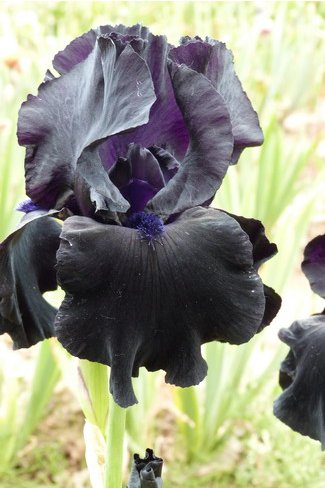 BLACK SUITED  - Innerst  2000 - iris noir