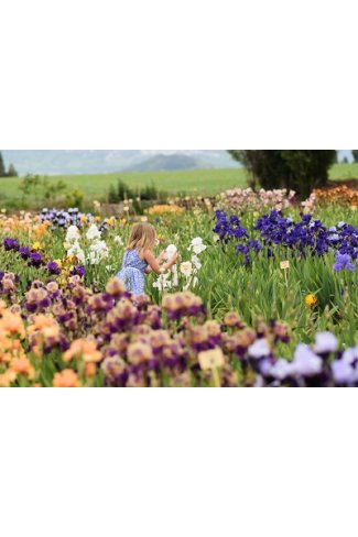 DESTOCKAGE lot de 100 Iris en pot