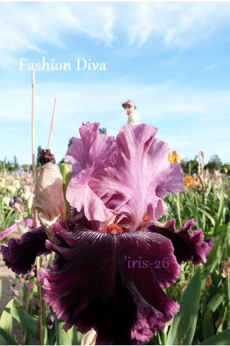 FASHION DIVA  -  Johnson   2009