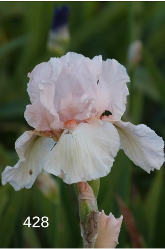 FIRST BLUSH Corlew 1978