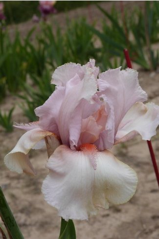 FLORENCE PINK -  inconnu  