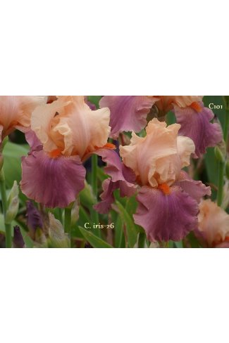 FRIMOUSSE  - Cayeux  2000