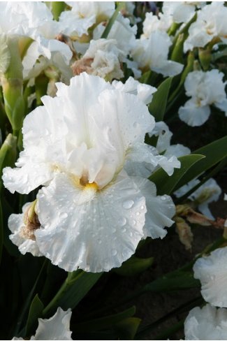 FROSTY ELEGANCE   -   Palmer -  1994   IB