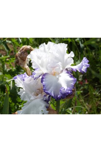 Iris Bb Cartouche  -  Cayeux  -  2009