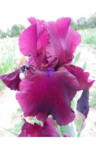 iris FORTUNATE SON  -  Schreiner   2006