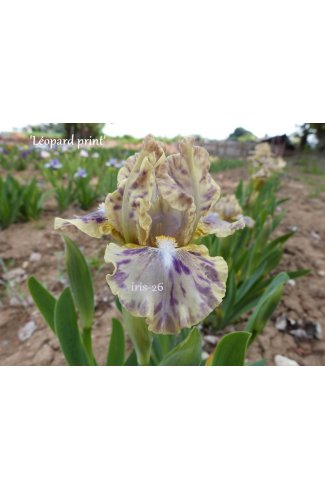 iris  LEOPARD PRINT - T. Johnson - 2006   N.