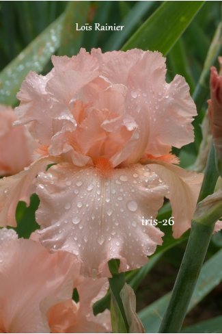 LOS RAINER  - Durrance  - 1988 