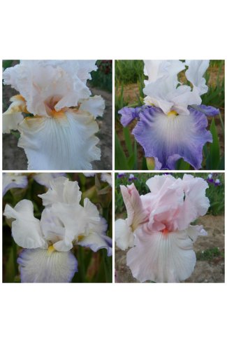  lot de 8 Grands Iris Barbus , tons clairs ou vifs ,au choix