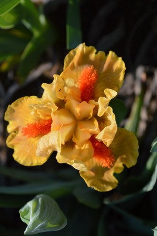 MARKSMAN   N, Smith  1997 - iris  nain orange