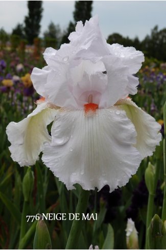 NEIGE de MAI  - Jean Cayeux - 