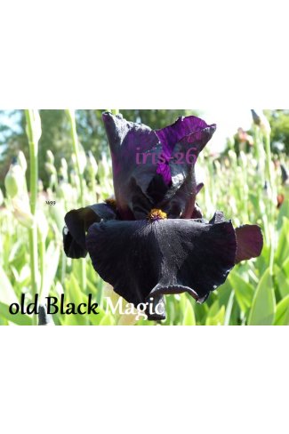 OLD BLACK MAGIC  -  Schreiner -  1996