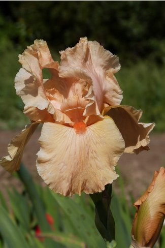 ORANGE SLICE Niswonger 1987