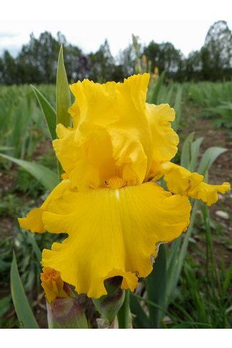 PURE AS GOLD  - Maryott  -  1993  (re)