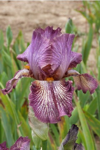 REINE DE CUERS  - Dauphin-Dejoux  - 2009