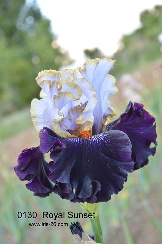ROYAL SUNSET   - a.mego   2012