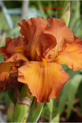 RUSTIC DREAM   - Grosvenor   2002