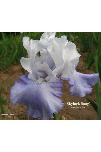 SKYLARK'S SONG Schreiner 1996