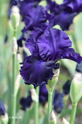 SLOVAK SAPPHIRE  - A. Mego  2006