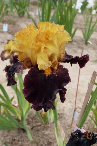 TROPICAL GARDEN  -  Mego  - 2009