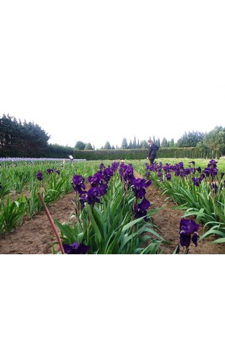 VIOLET fonc