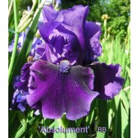 ABSOLUMENT   - L. Tasquier          -BB-