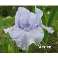 AERIEN - L. Tasquier