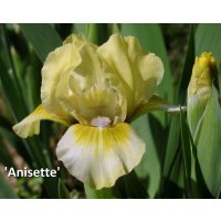 ANISETTE  - Loc Tasquier