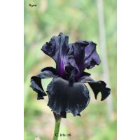 BLACK IS BLACK  - Schreiner  2010