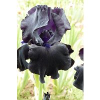BLACK SUITED  - Innerst  2000 - iris noir