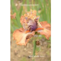 CINDERELLA'S SECRET - B. BLYTH - 2011/2012