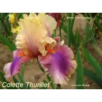 COLETTE THURILLET - Cayeux  1990