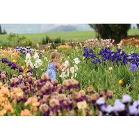 DESTOCKAGE lot de 100 Iris en pot