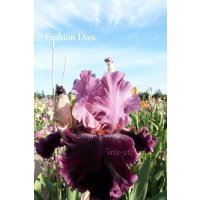 FASHION DIVA  -  Johnson   2009