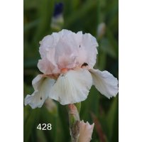 FIRST BLUSH Corlew 1978