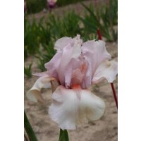 FLORENCE PINK -  inconnu  