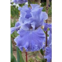 GOING BLUE   - A. Mego   2011