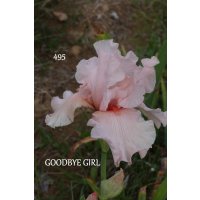 GOOD BYE GIRL - Schreiner  - 1997