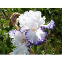 Iris Bb Cartouche  -  Cayeux  -  2009