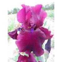 iris FORTUNATE SON  -  Schreiner   2006