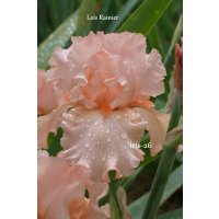 LOS RAINER  - Durrance  - 1988 