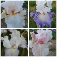  lot de 8 Grands Iris Barbus , tons clairs ou vifs ,au choix