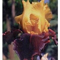 MARCHE TURQUE   - Anfosso -  1991