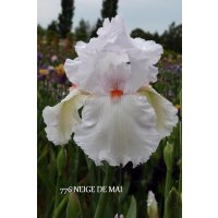 NEIGE de MAI  - Jean Cayeux - 